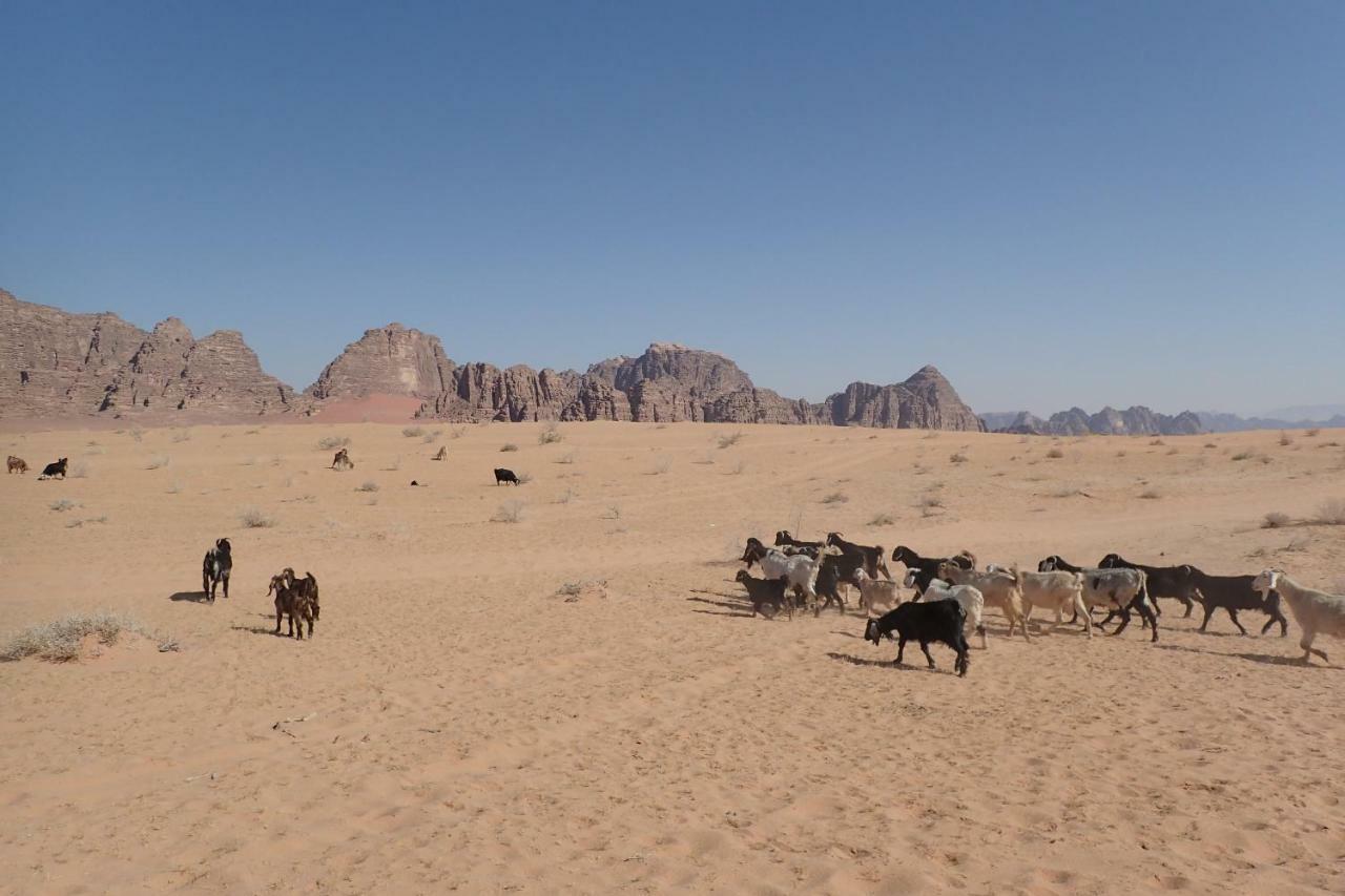 فندق وادي رمفي  مارتيان كامب المظهر الخارجي الصورة